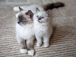 ragdoll kitten