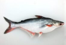 basa fish