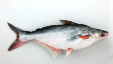 basa fish