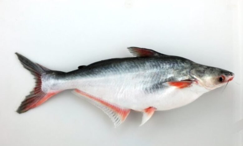 basa fish