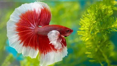 Betta Fish