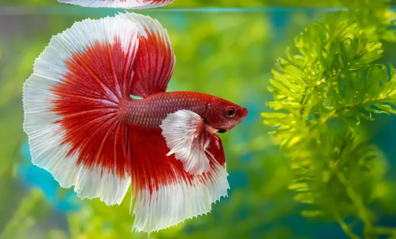 Betta Fish